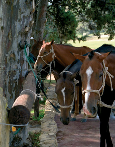 ponies horses schooling young