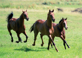 galloping free