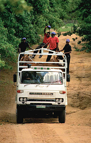 grooms on truck