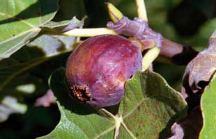 a fig