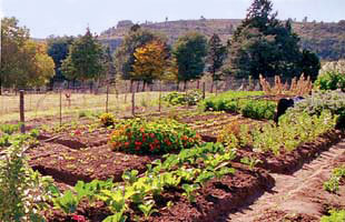 vegetable garden