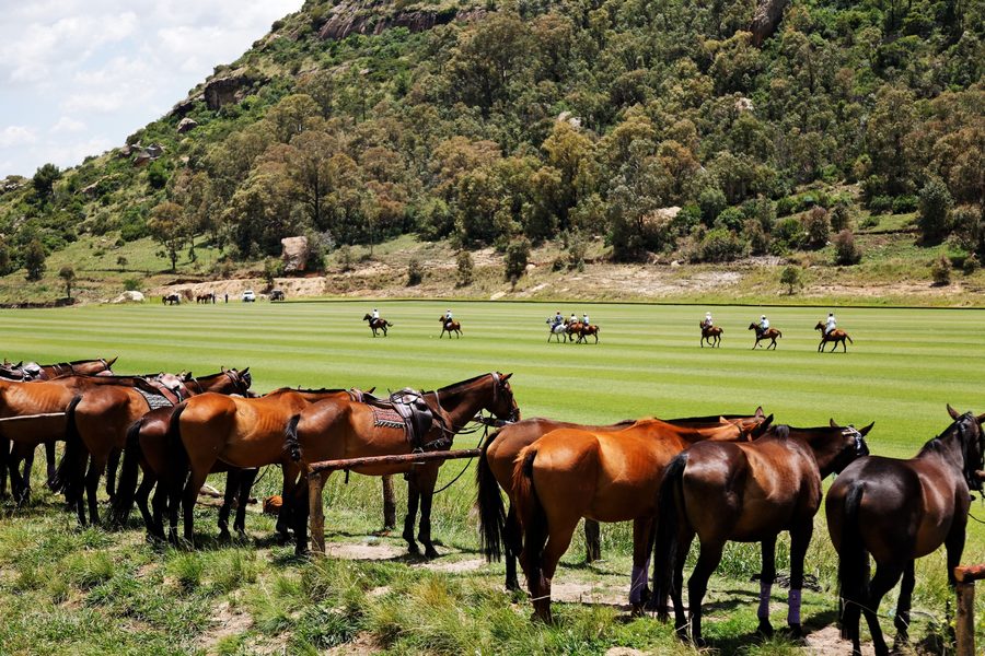 Polo ponies on the pony lines, match in progress