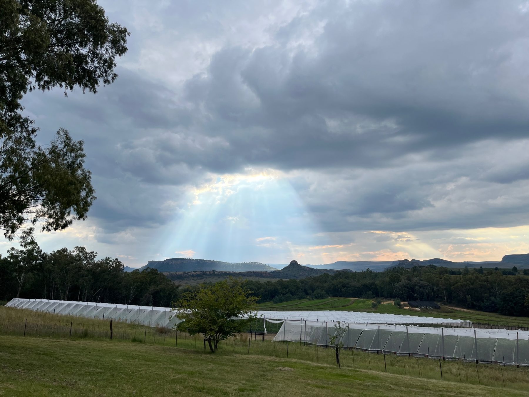 Light rays breaking through storm clouds over the nursery rows