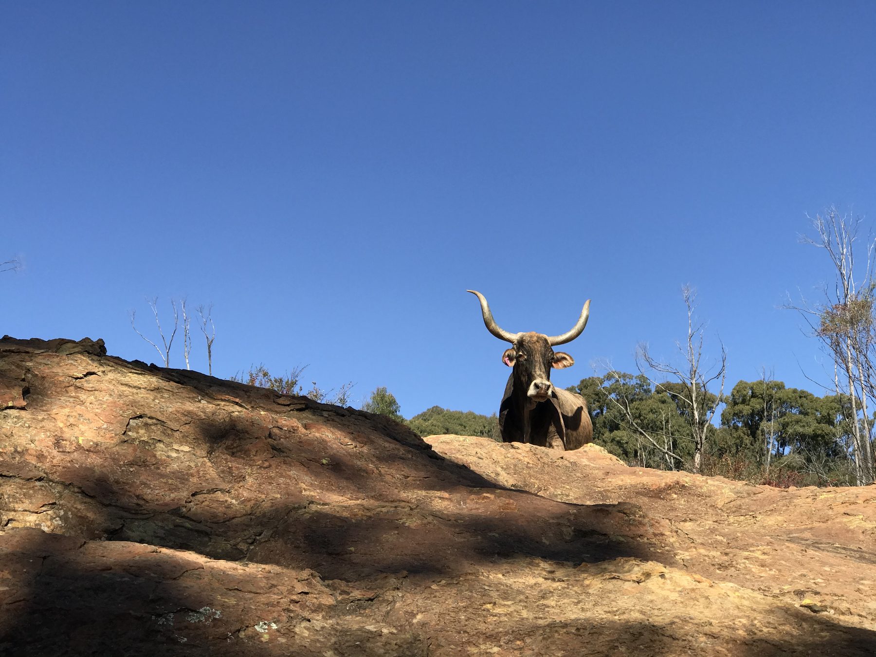 Longhorn cow on the sandstone rocks