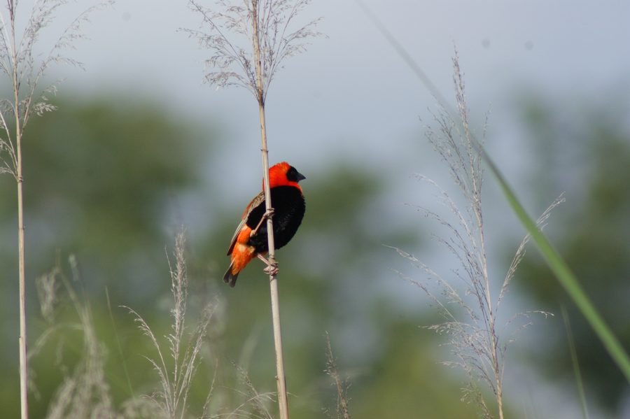 Southern Red Bishop on a grass stem