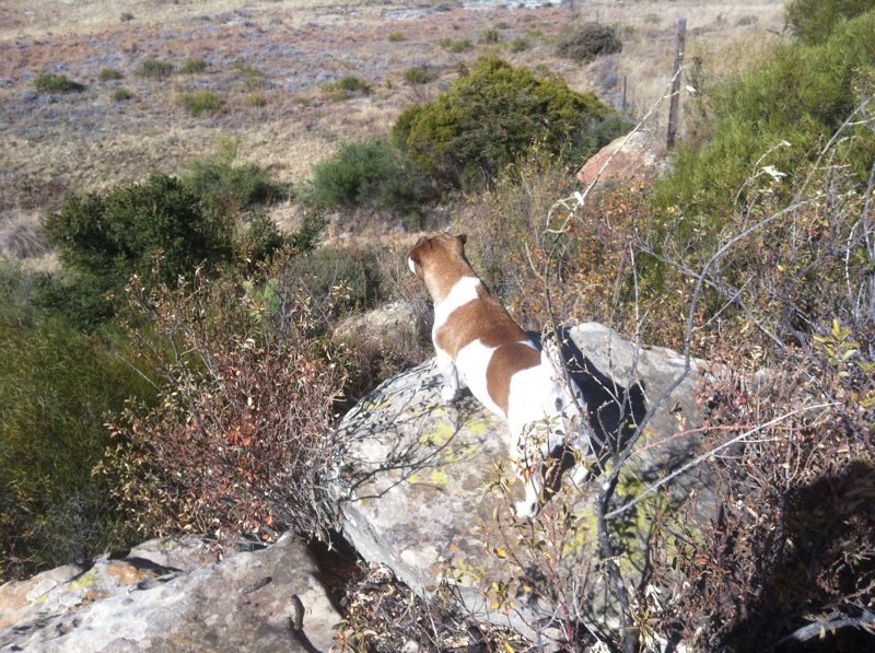 Jack Russell on the rocks