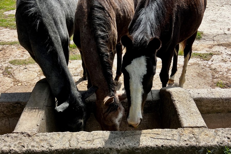 Three foals feeding