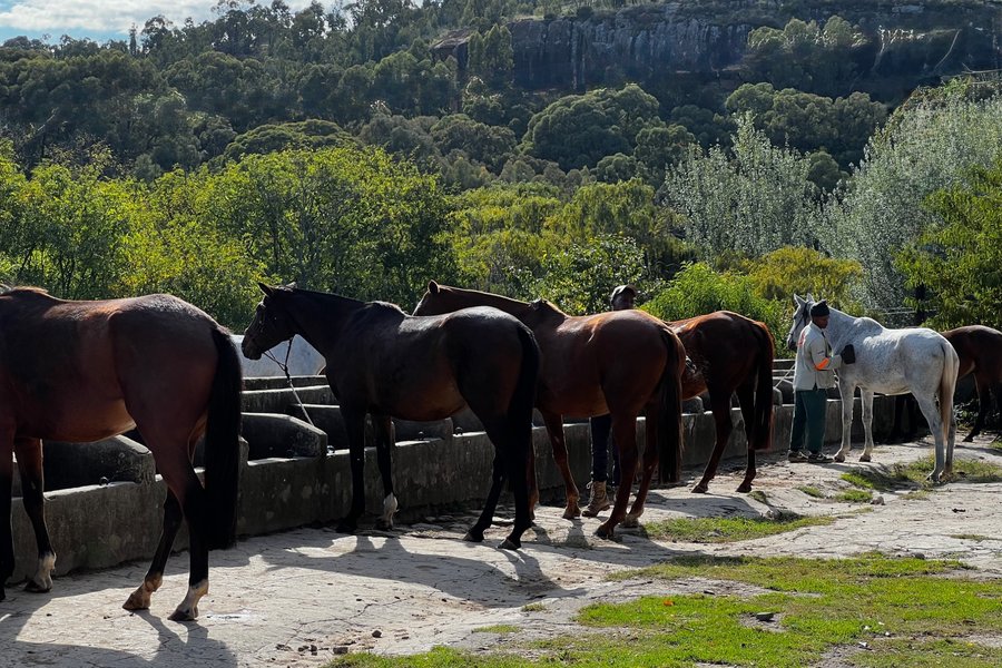 The herd at the stone troughs