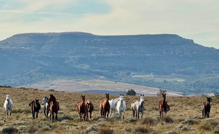 Polo ponies at the water trough