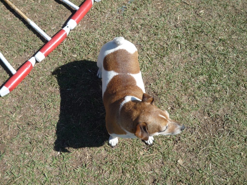 Jack Russell at the polo field