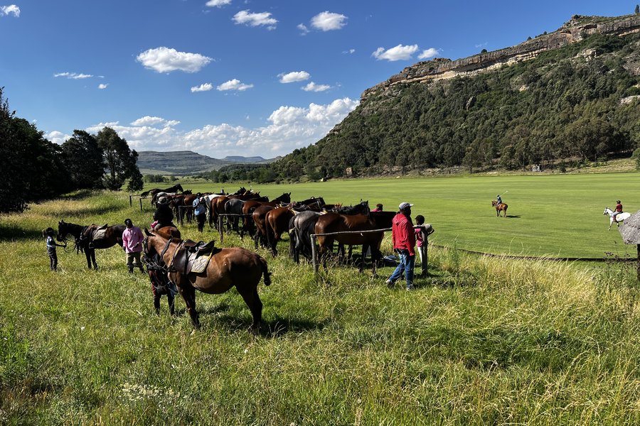 Ponies lined up at the fence
