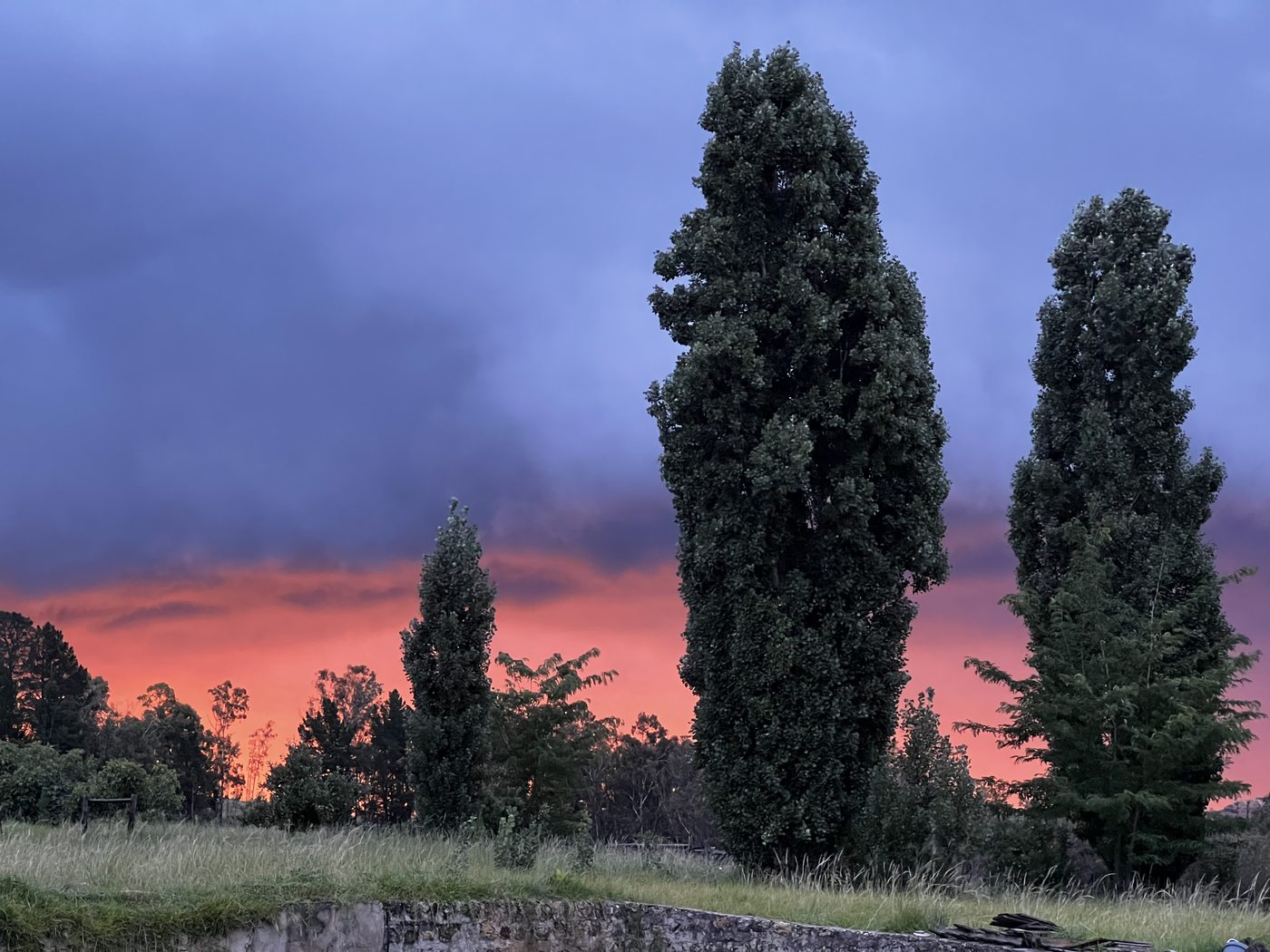 Sunset through the poplars