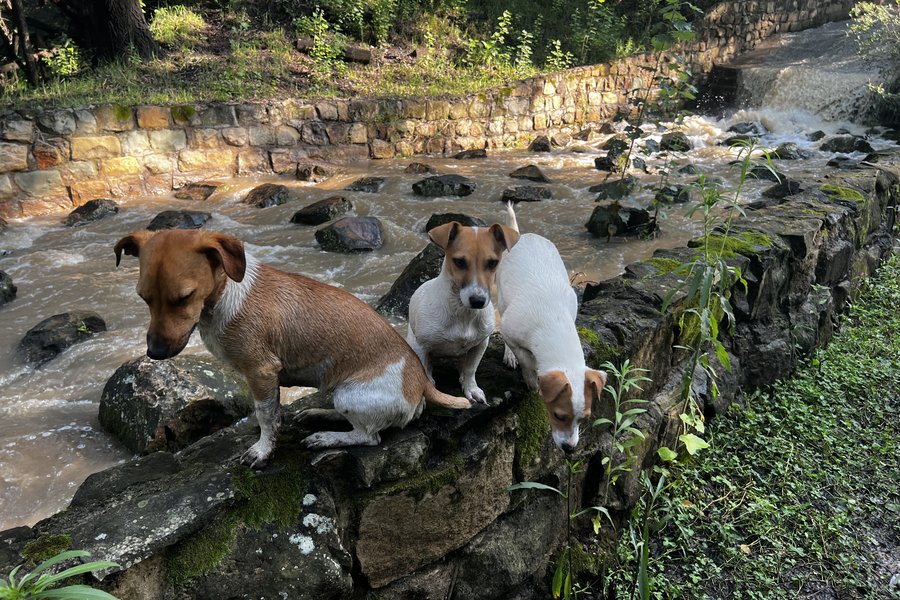 Jack Russells on the drift